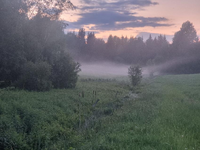 Bildet viser et t&aring;kelagt landskap i soloppgang. Landskapet best&aring;r av skog, tr&aelig;r og h&oslash;yt gress