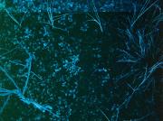 Bilde Environmental humanities gathering #83: Deleuze and Guattari reading group chapter 11 